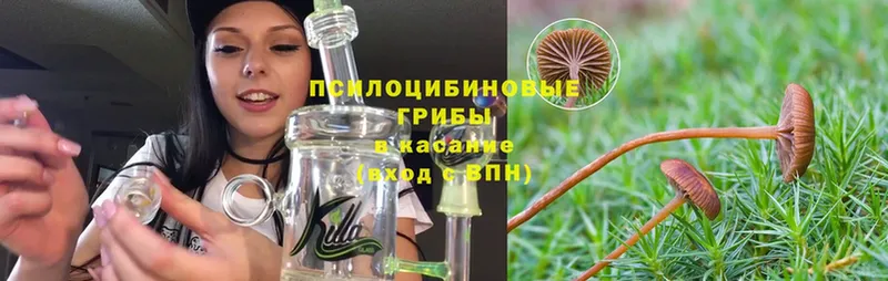 купить  цена  Гаврилов Посад  OMG вход  Псилоцибиновые грибы Cubensis 